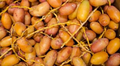 Egyptian dates
